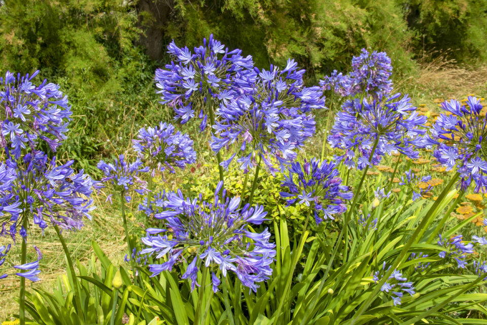 Agapanthes peu florifères