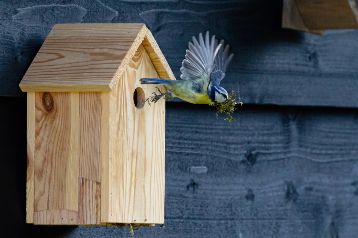 installer-nichoir-jardin-oiseaux