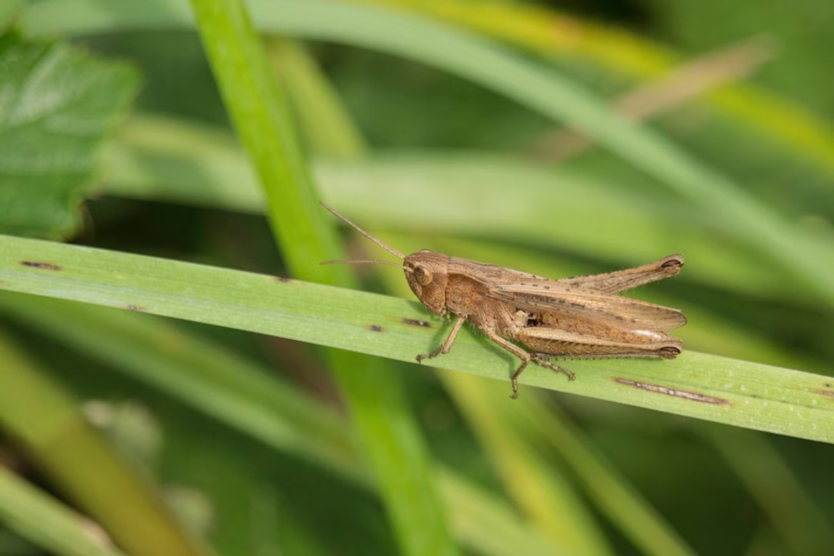 ne-pas-tondre-en-avril-3