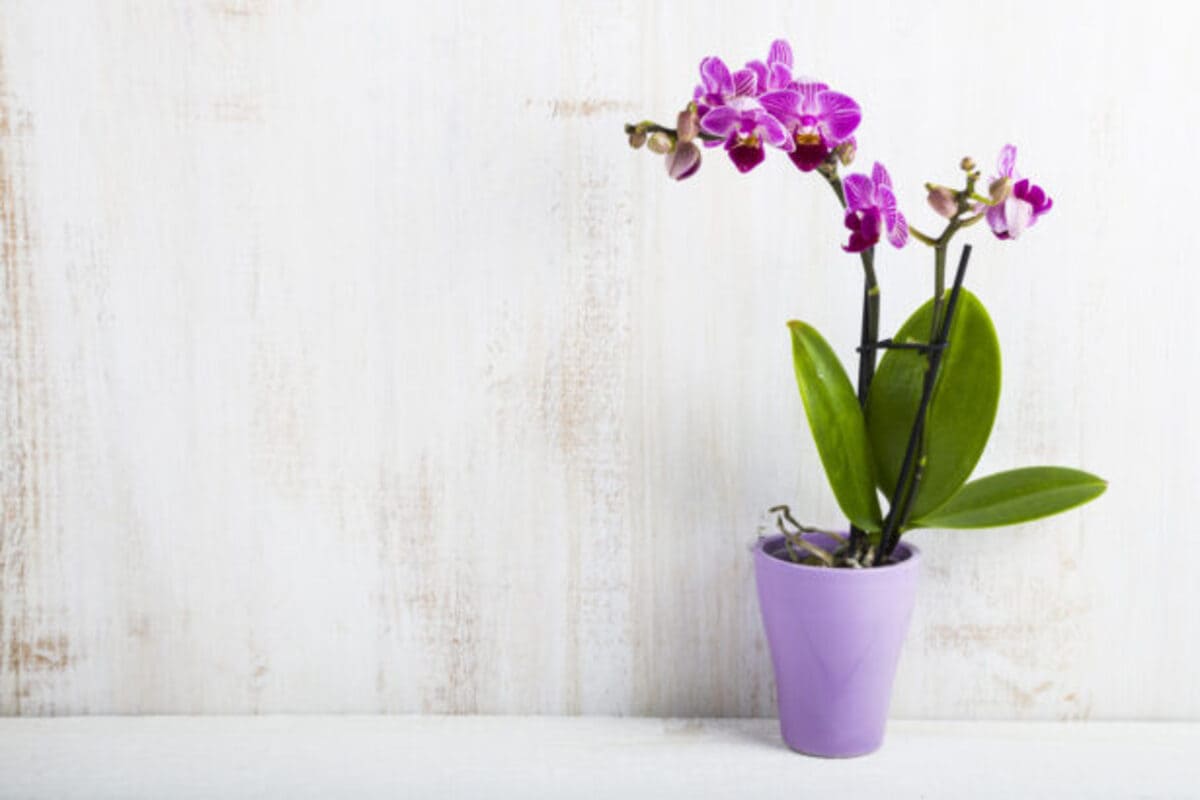 orchidees-feuilles-et-racines-1-615x410