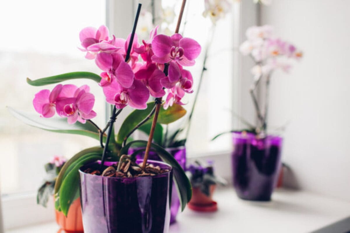 orchidees-feuilles-et-racines-3-615x410