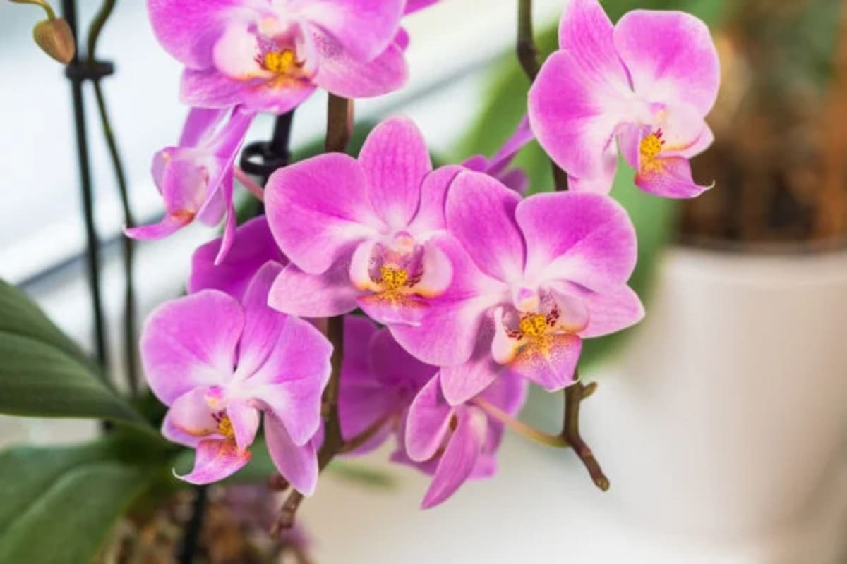 orchidees-feuilles-et-racines-4-1-615x410