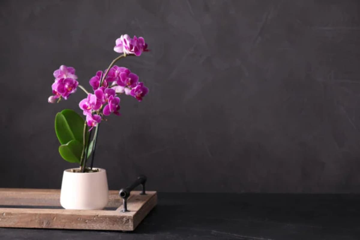orchidees-feuilles-et-racines-5-615x410