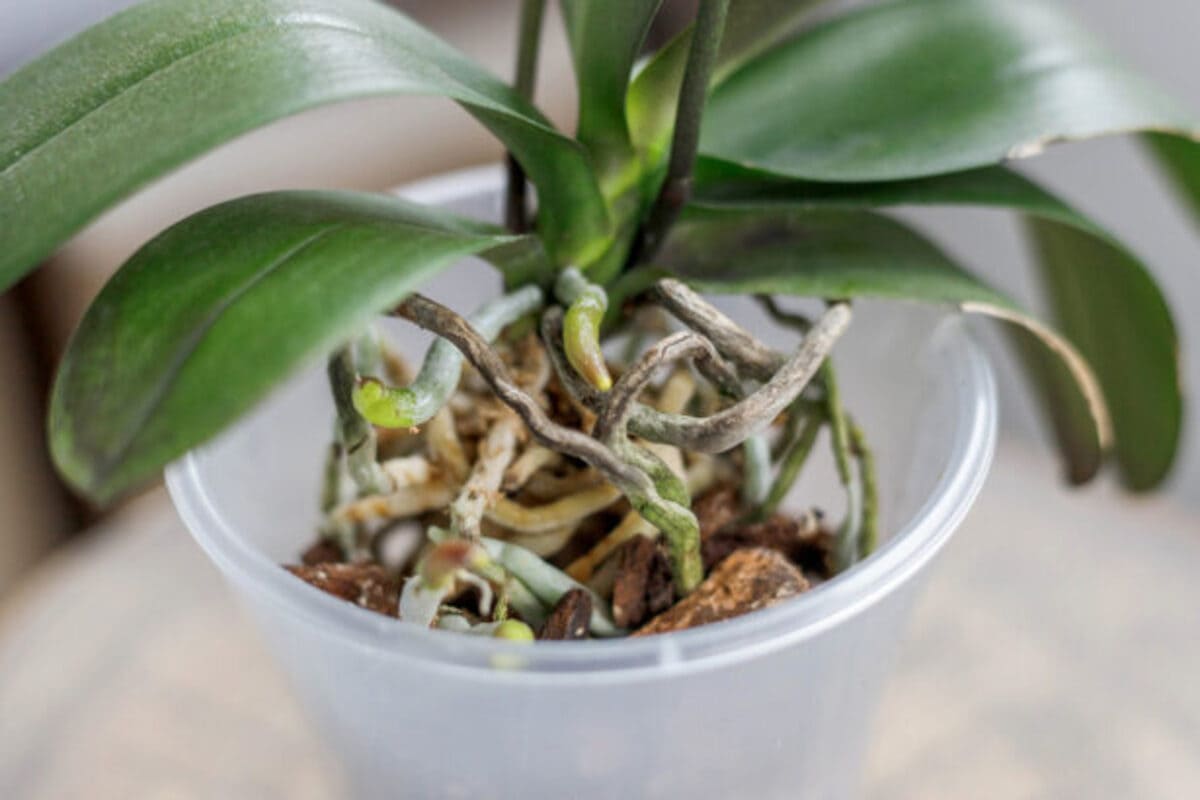 orchidees-feuilles-et-racines-6-615x410