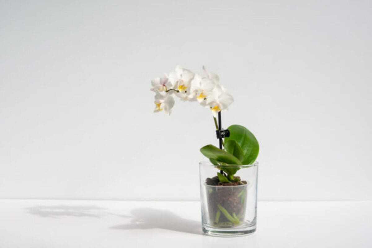 orchidees-feuilles-et-racines-8-613x410