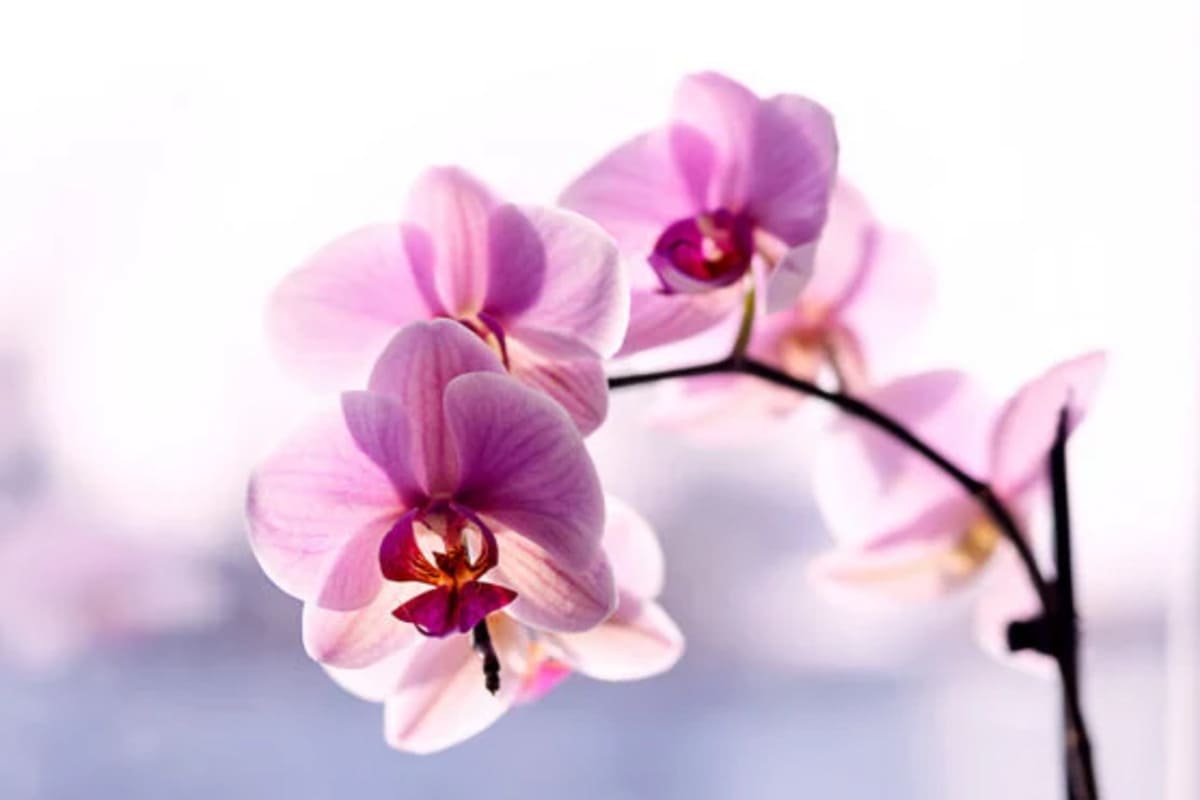orchidees-feuilles-et-racines-eau-556x410