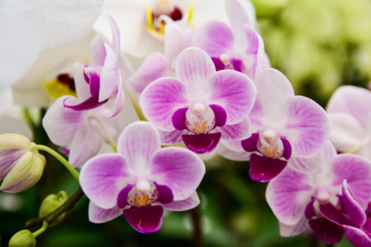 orchidees-feuilles-et-racines-soleil-615x410
