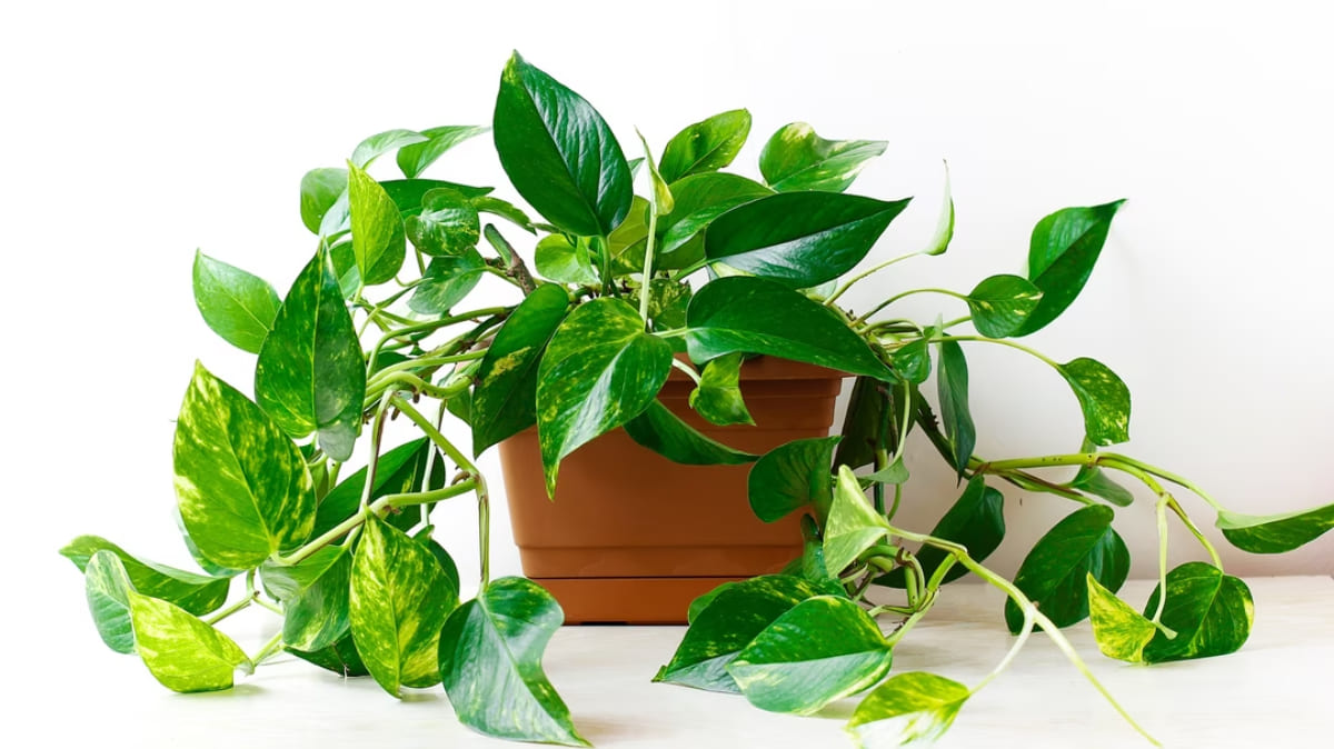 pothos