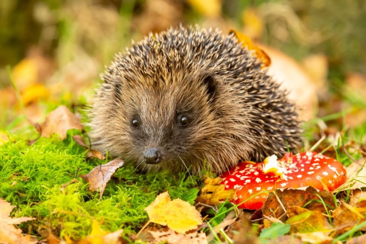 shutterstock_1559814206