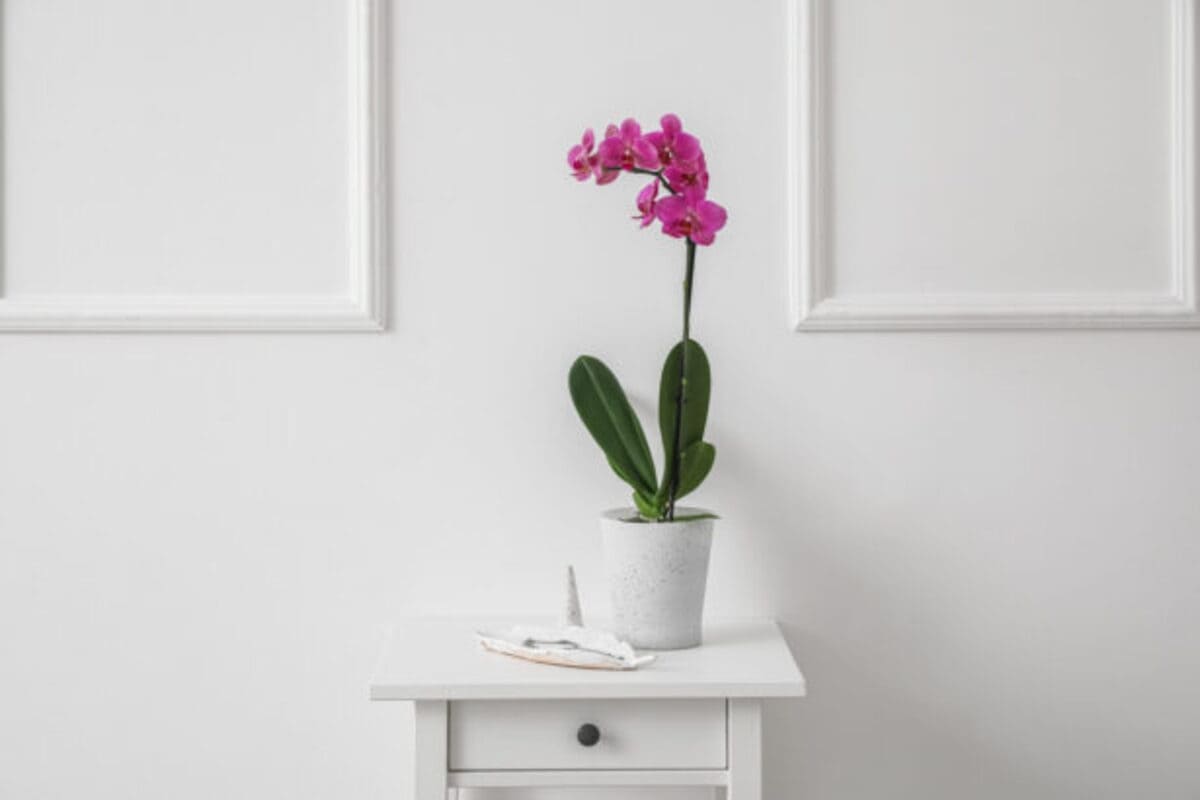 shutterstock_2190095789-1-615x410