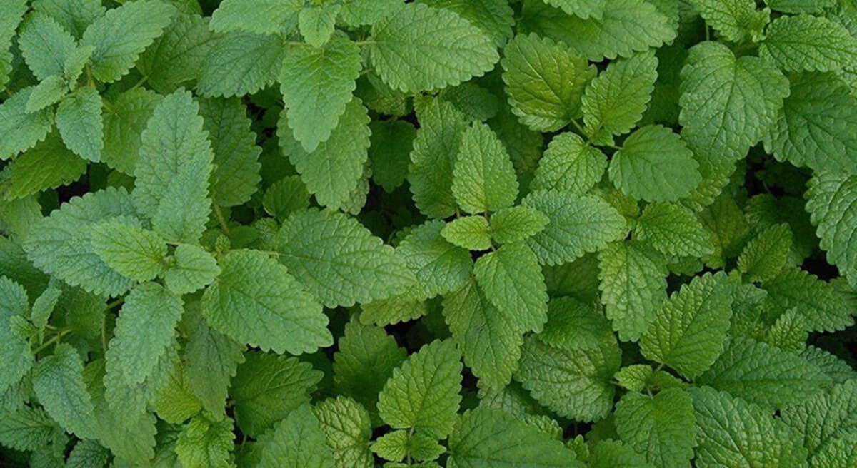 citronnelle-750x410