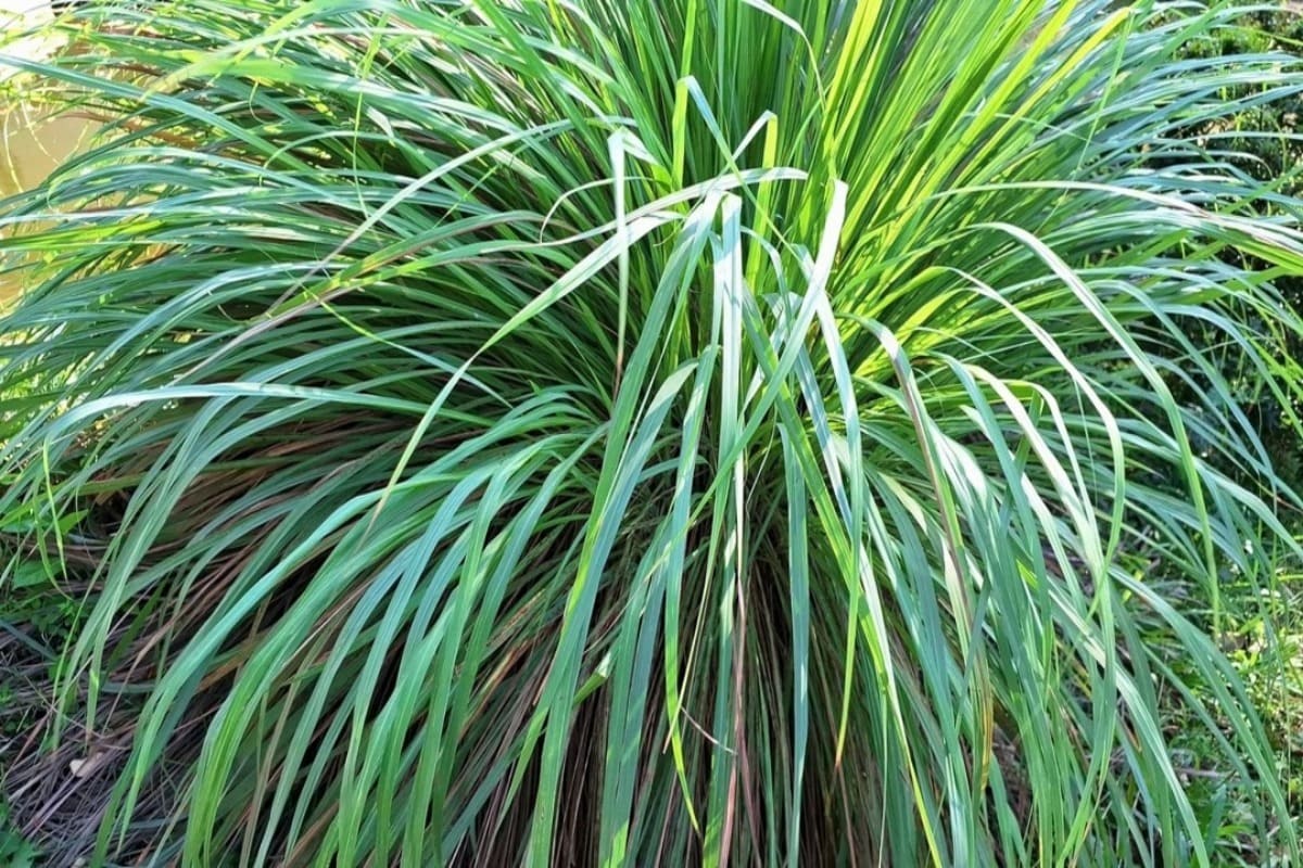 citronnelle de Madagascar