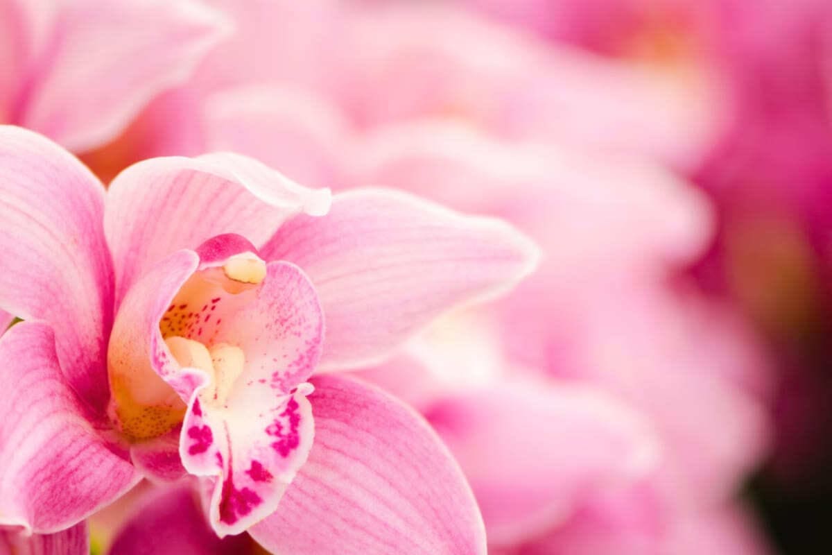 floraison-orchidee