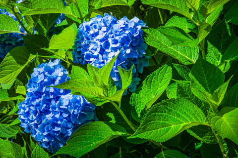 iStock-2223711012