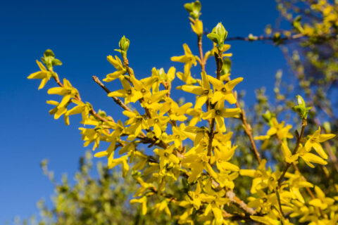 iStock-950368452