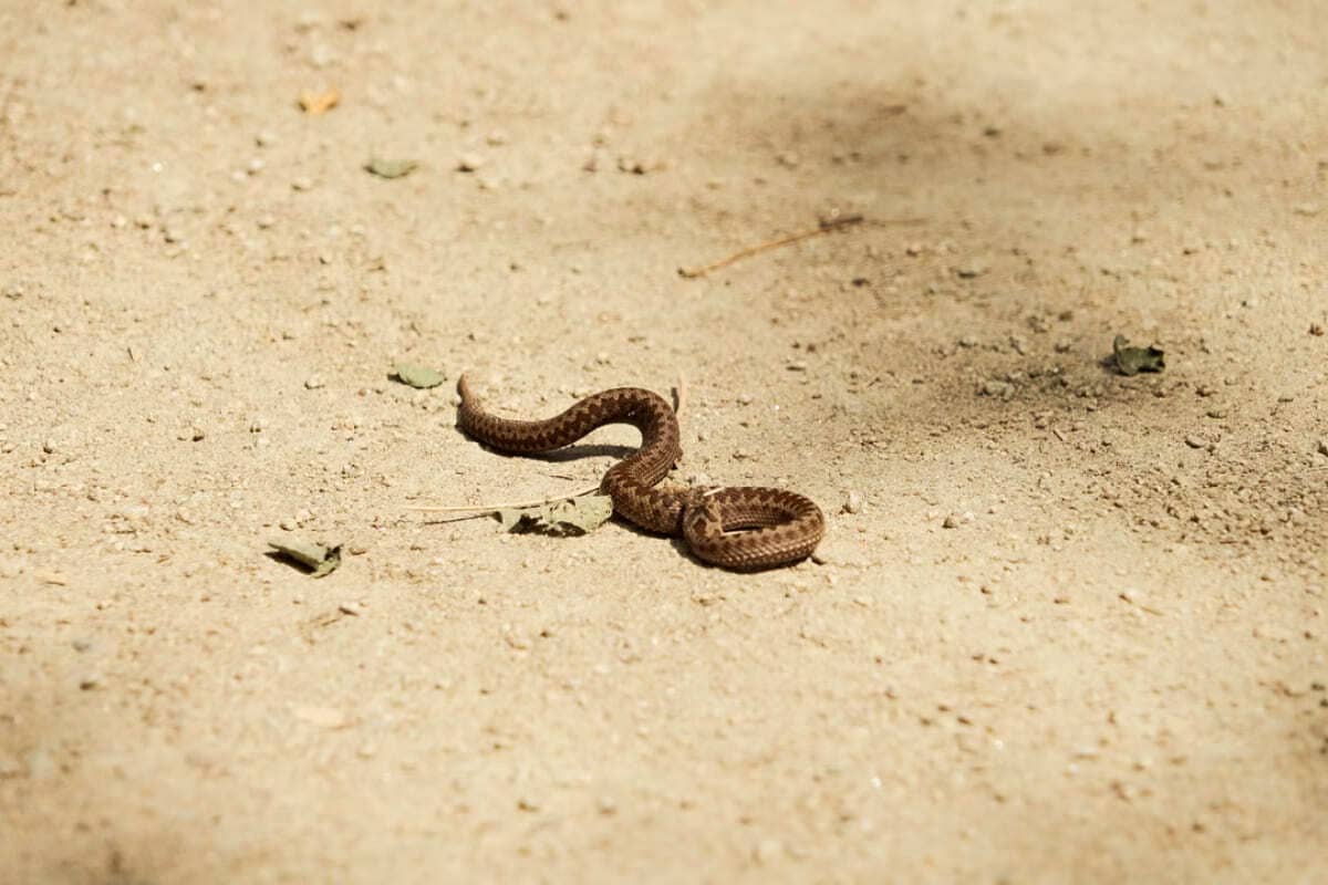serpent dans votre jardin