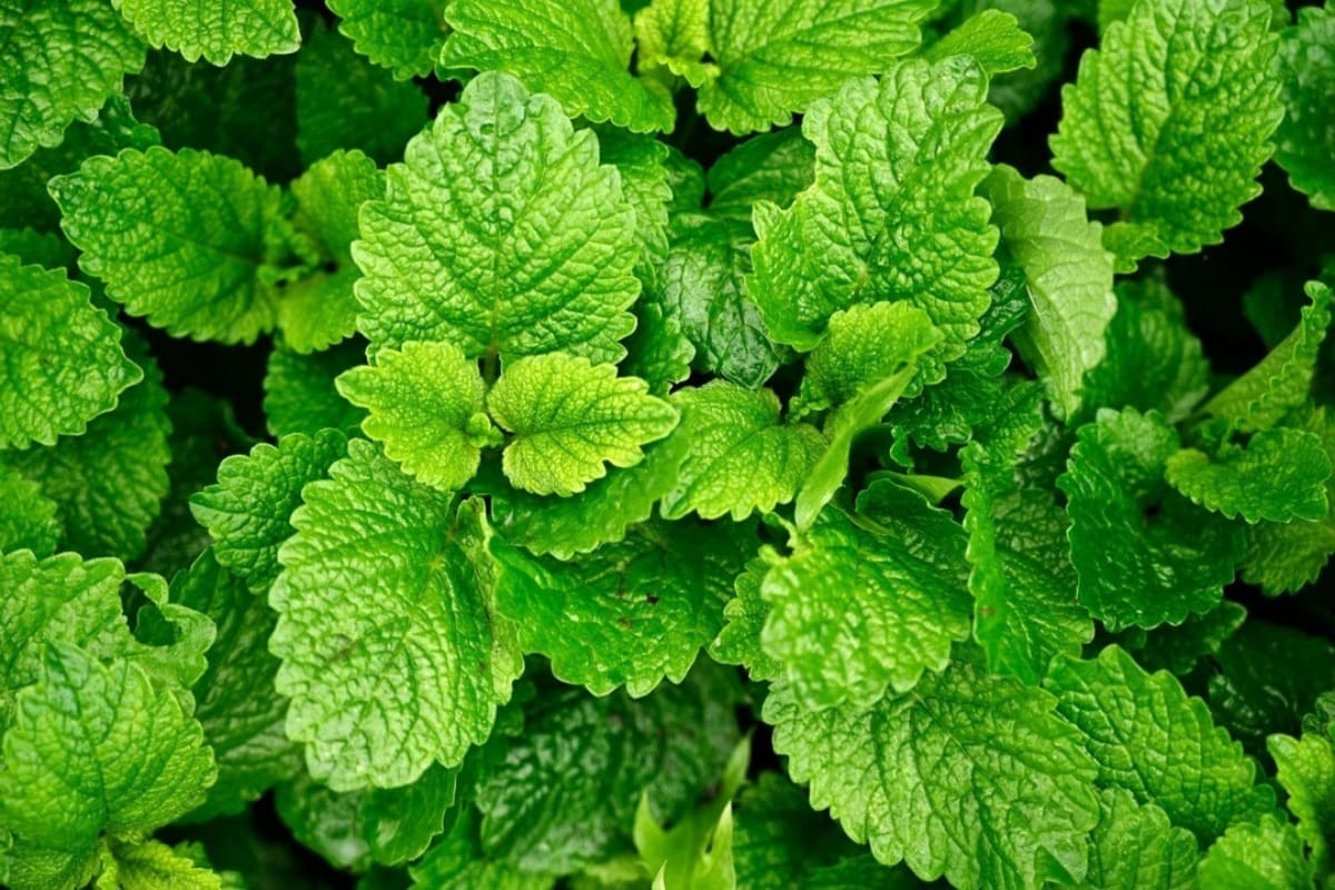 mélisse officinale