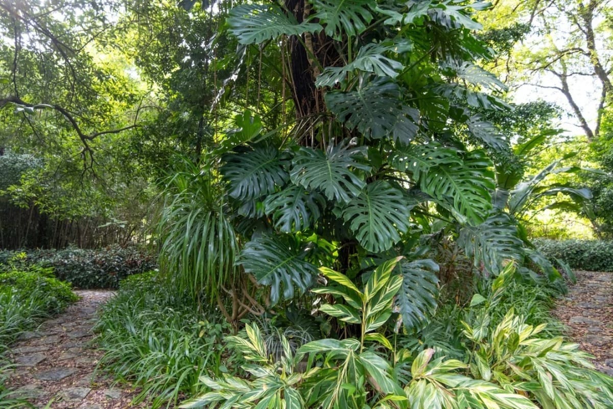 monstera-deliciosa-plante-semaine-2