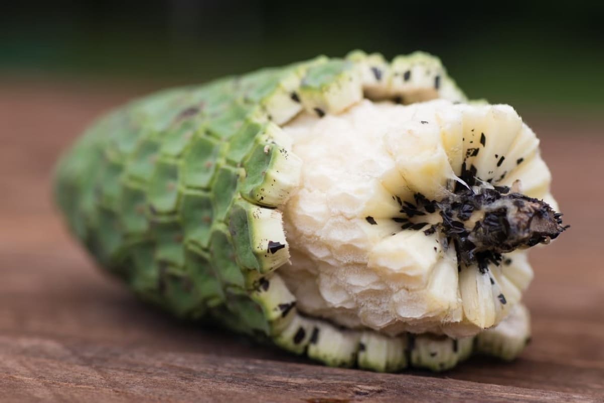 monstera-deliciosa-plante-semaine-3