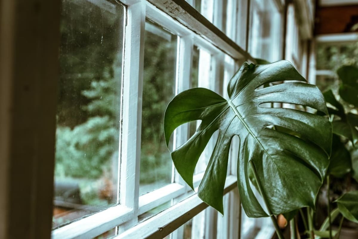 monstera-deliciosa-plante-semaine-4