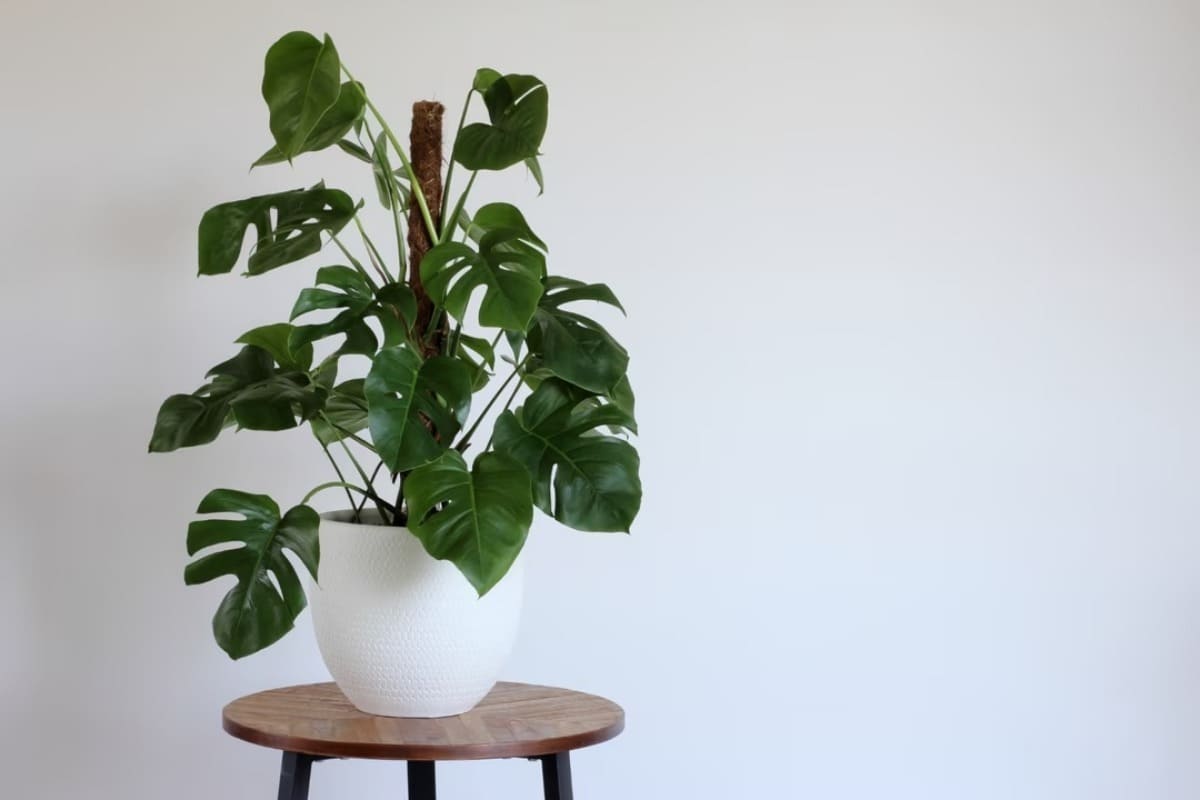 monstera-deliciosa-plante-semaine-5