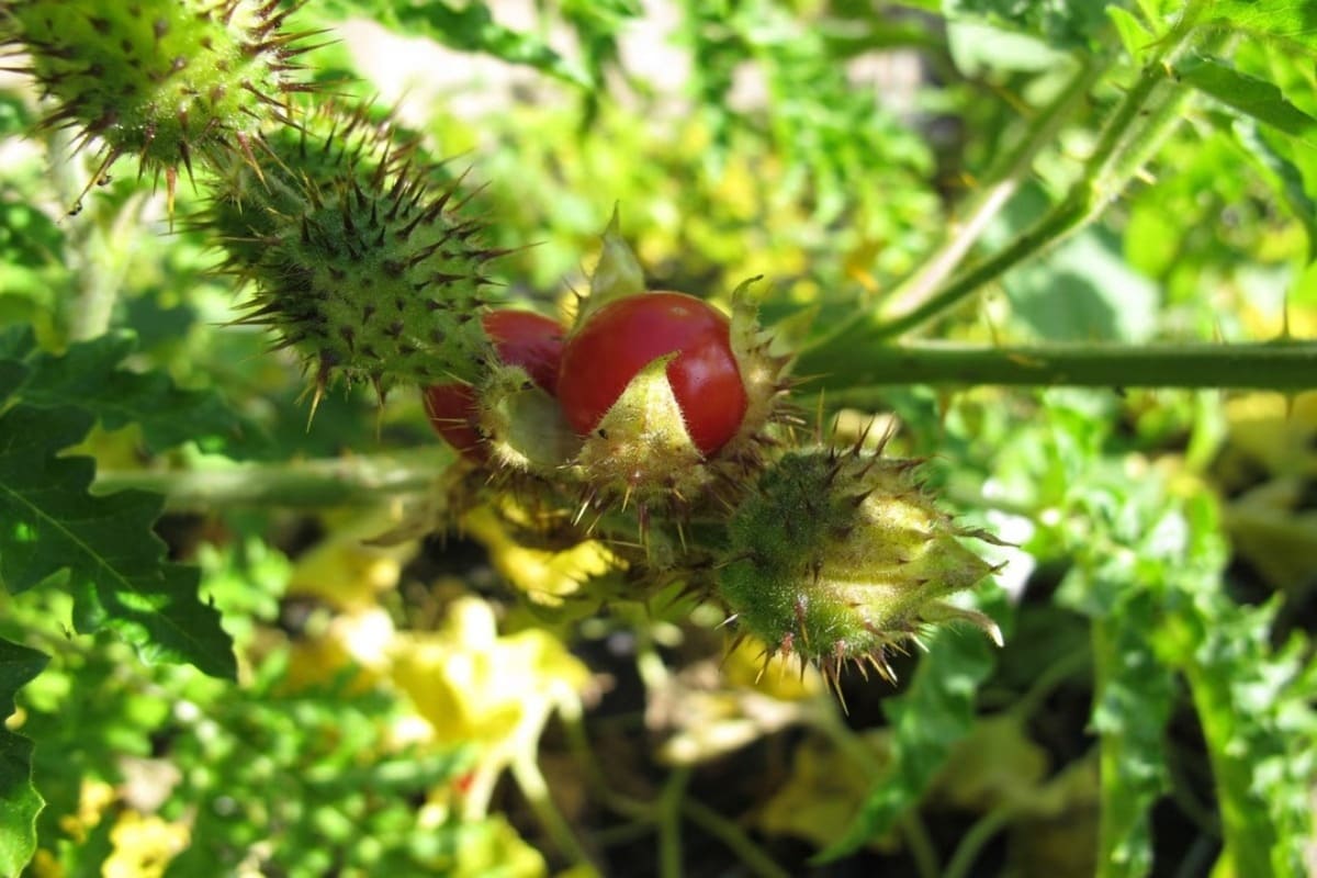 morelle-balbis-plante-semaine-4