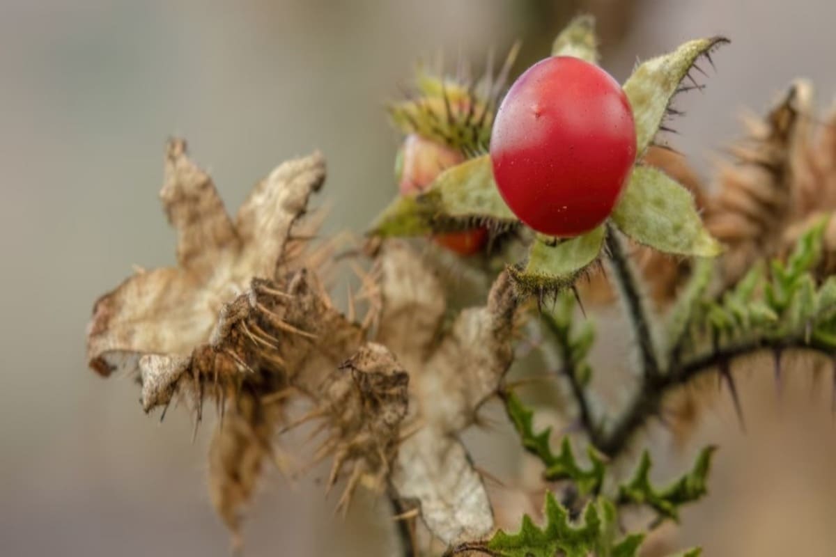 morelle-balbis-plante-semaine-5
