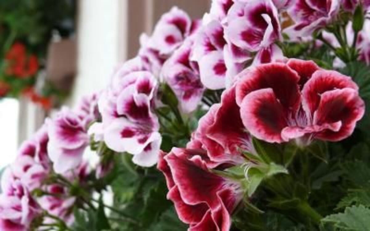 pelargonium