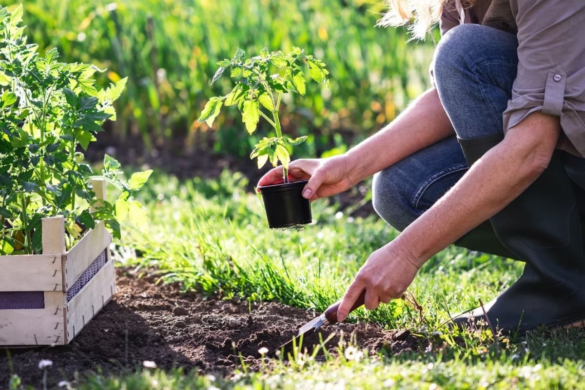 plantation pied tomate