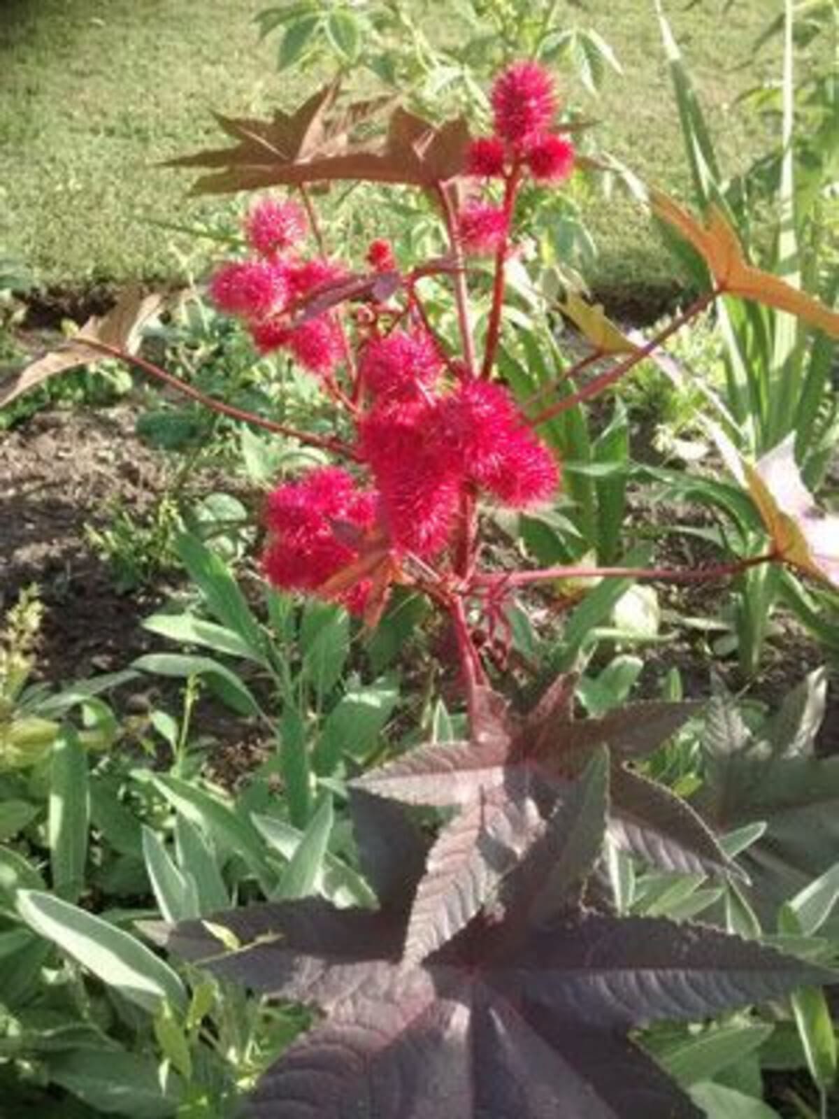 planter-du-ricin-dans-son-jardin-cest-decoratif-simple-et-possible-