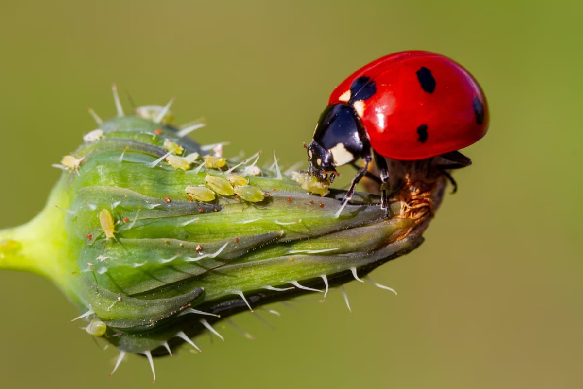 puceron coccinnelle