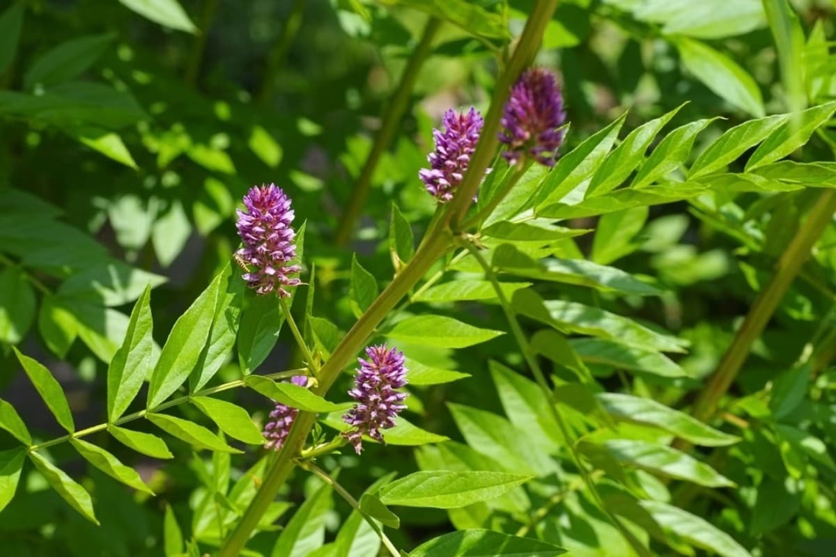 reglisse-plante-semaine-2