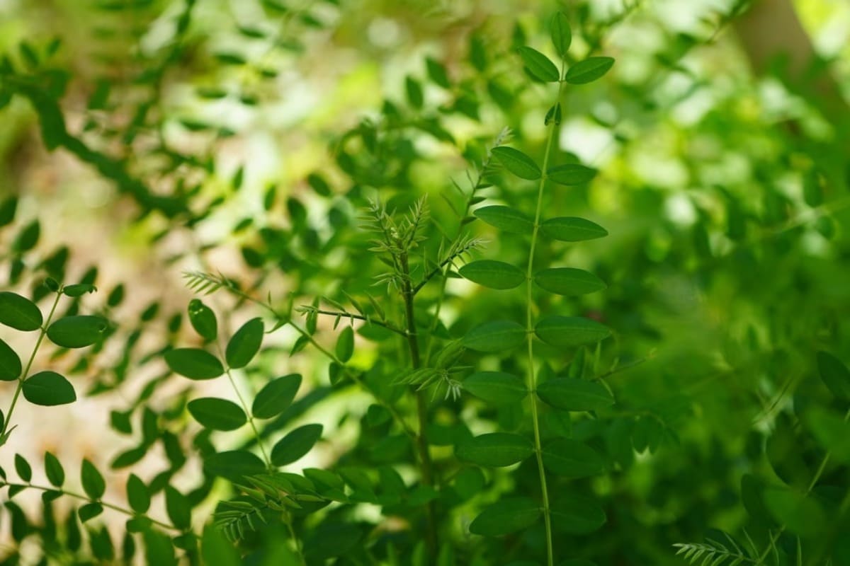 reglisse-plante-semaine-3