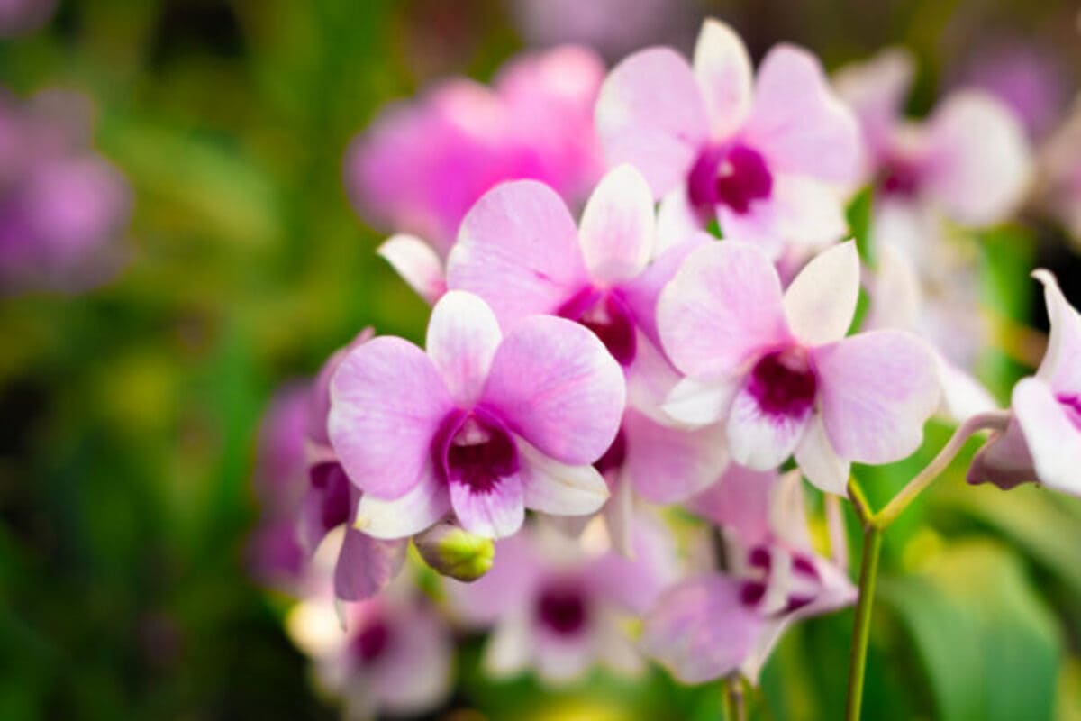 shutterstock_1941819439-615x410