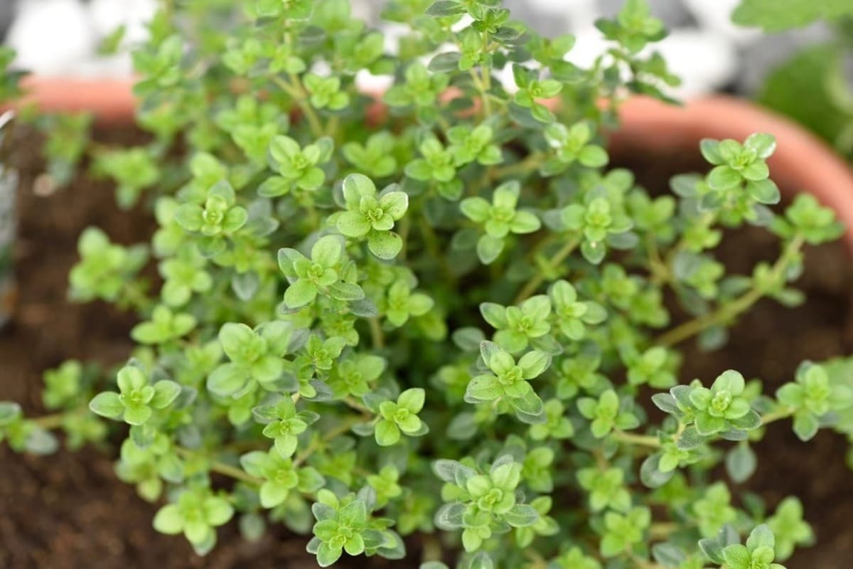 thym citron