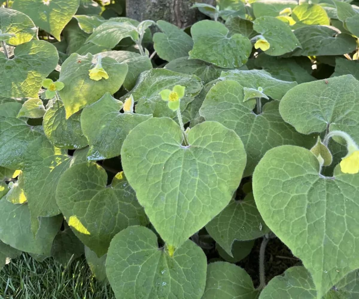 Gingembre sauvage