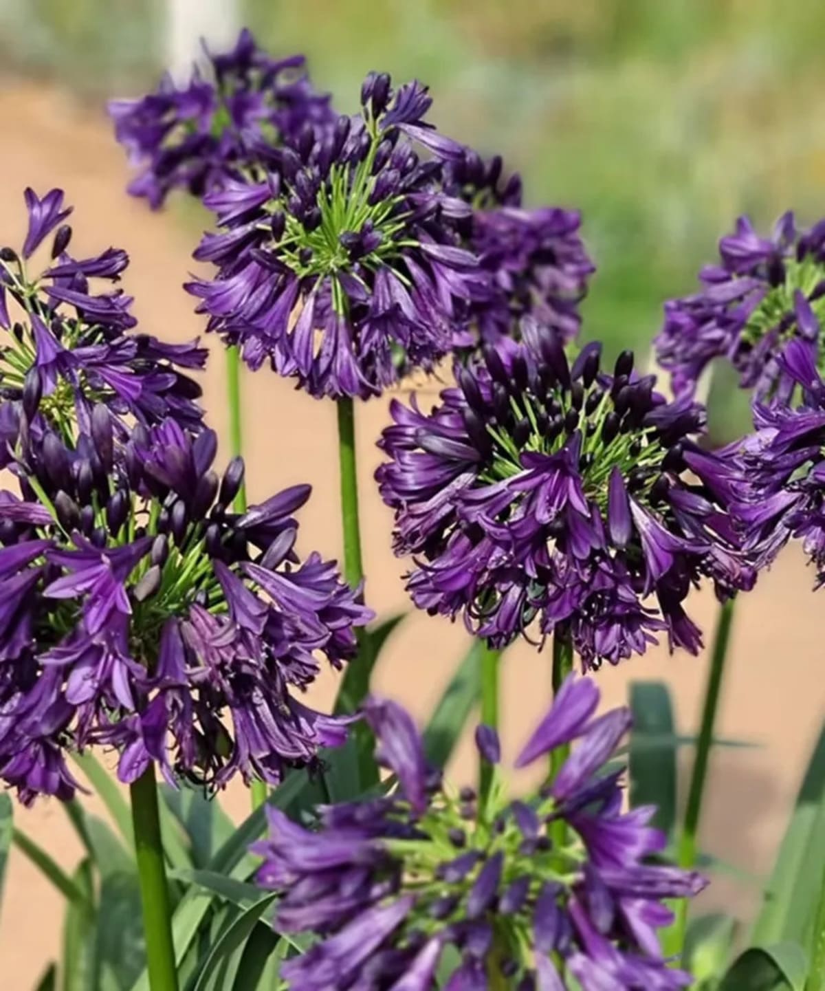 Agapanthus africanus ‘Black Jack’