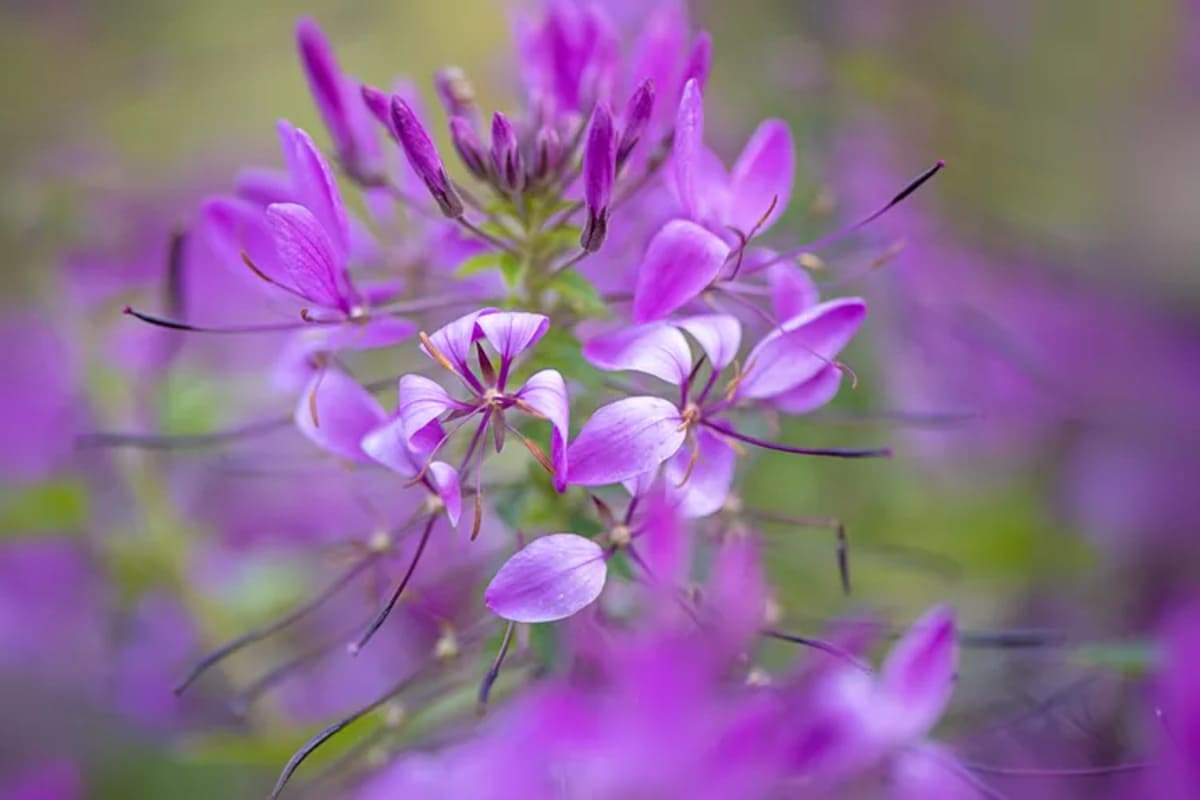 Fleur araignée
