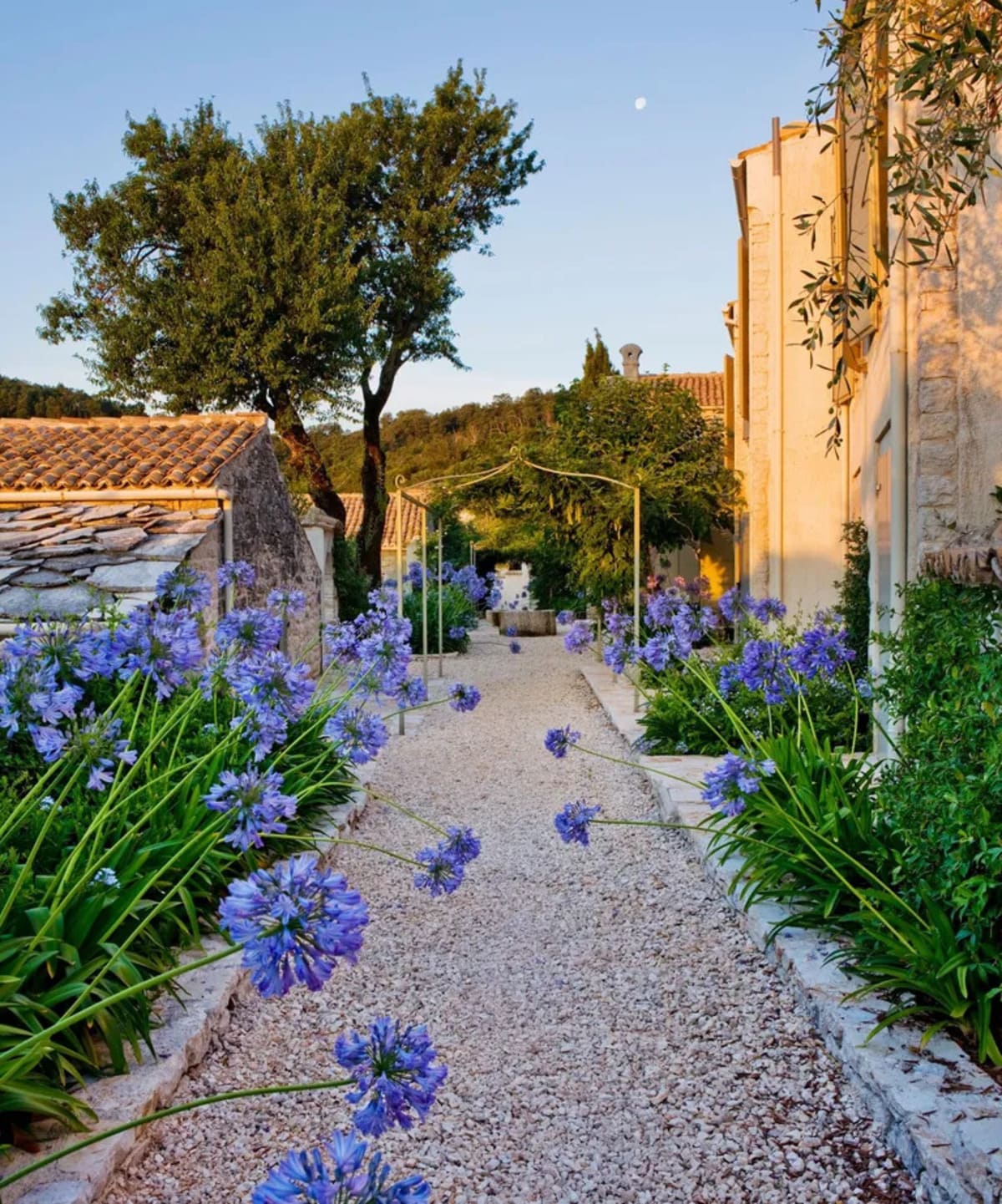 Agapanthus ‘Delft Blue’