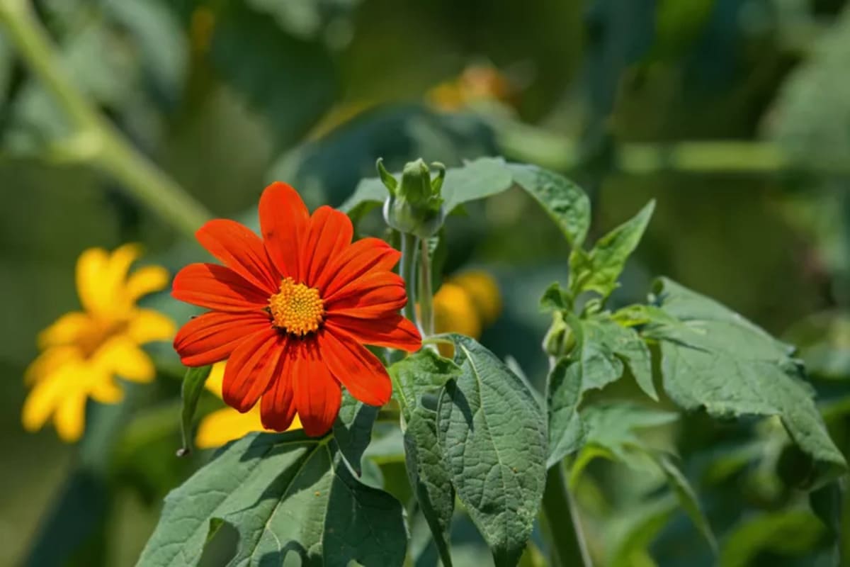 Tournesol du Mexique