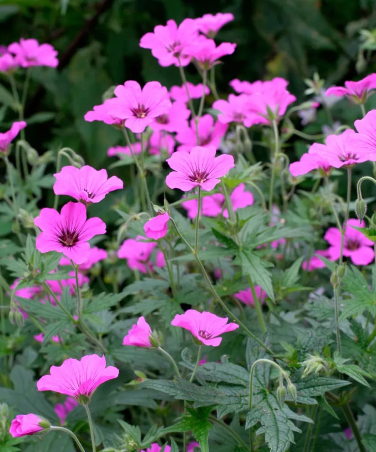 Géranium sauvage
