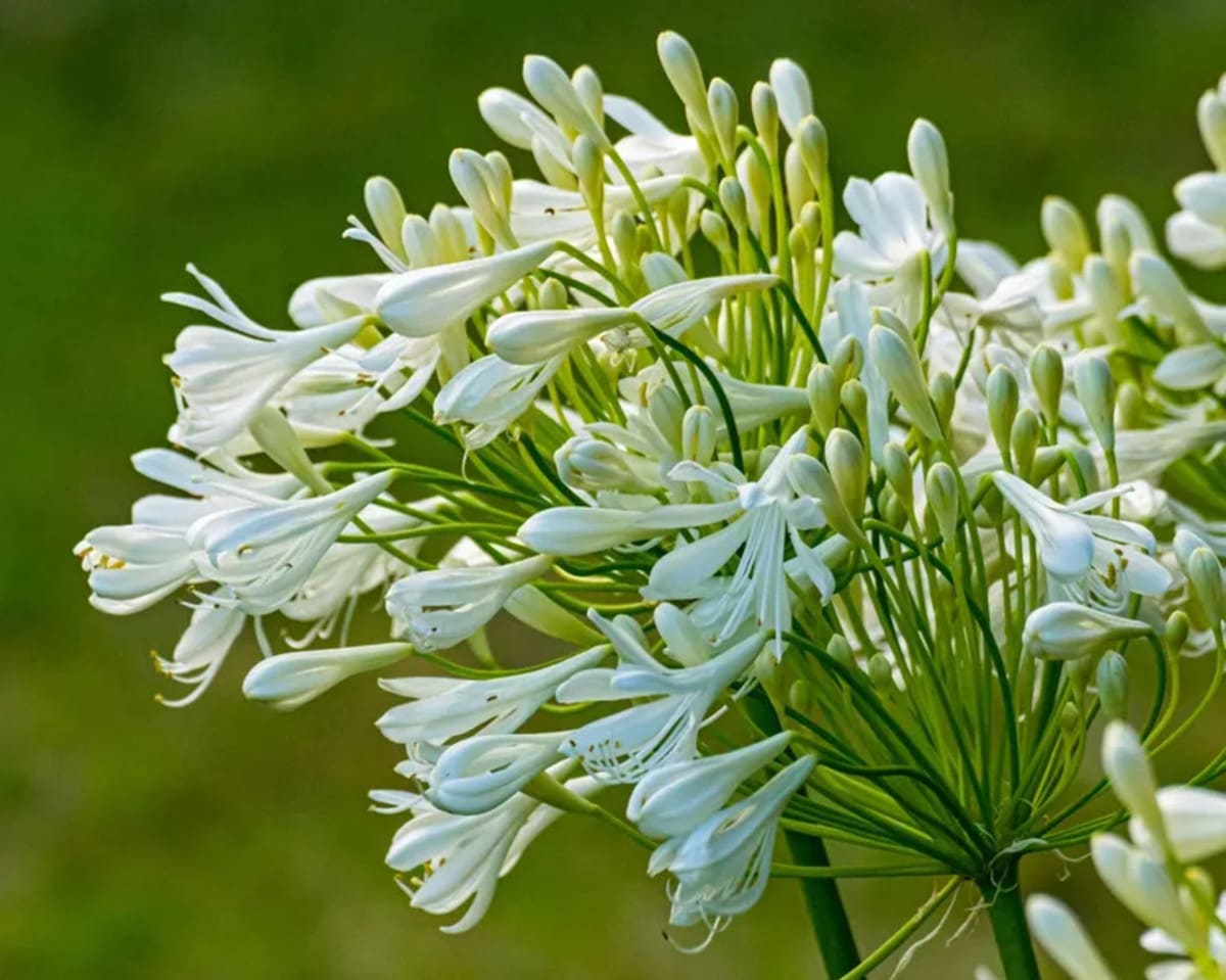 Agapanthus ‘Emerald Ice’