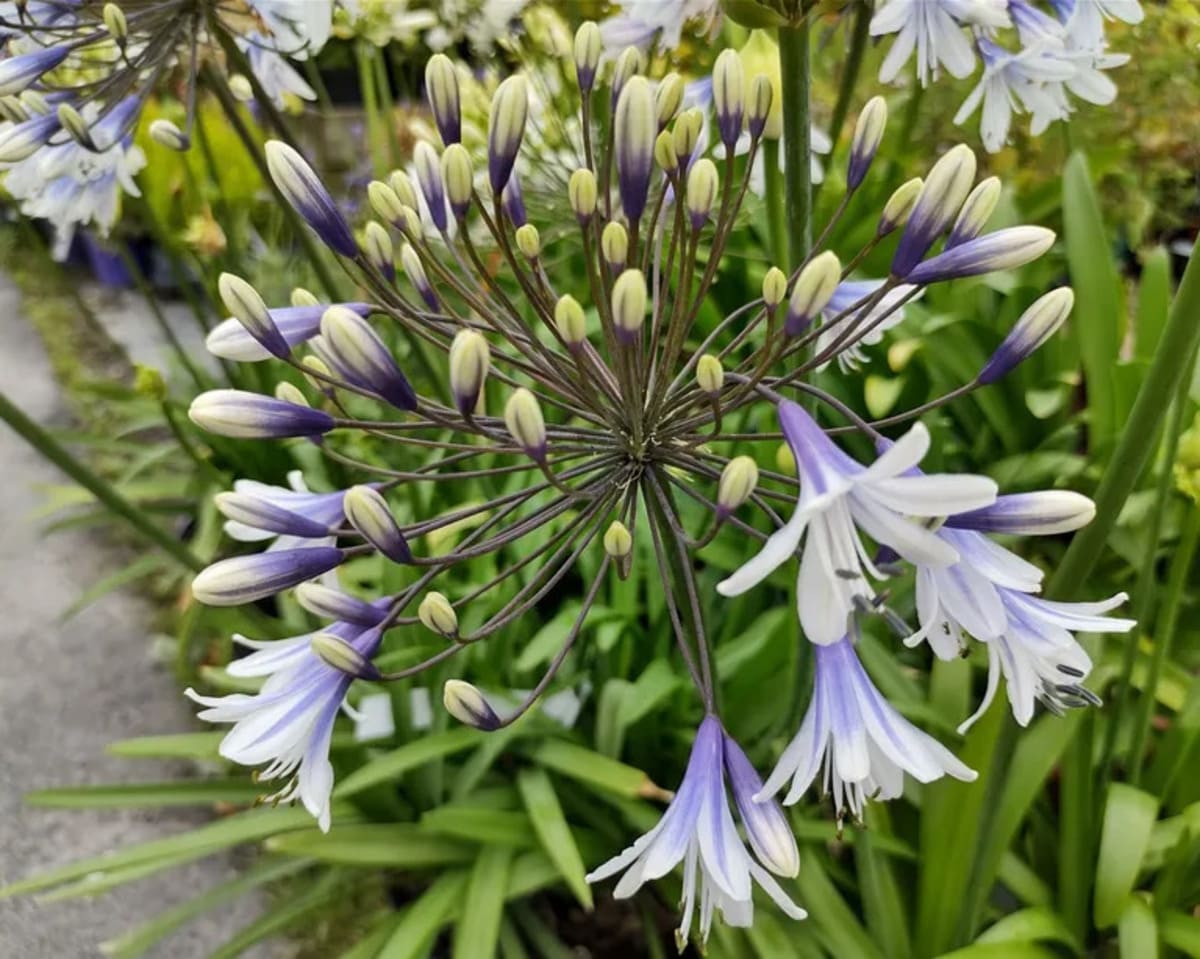Agapanthus ‘Queen Mum’