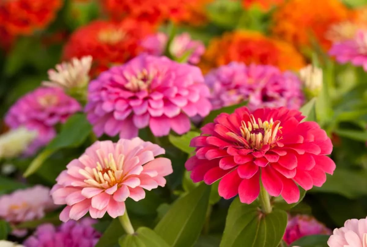 zinnia