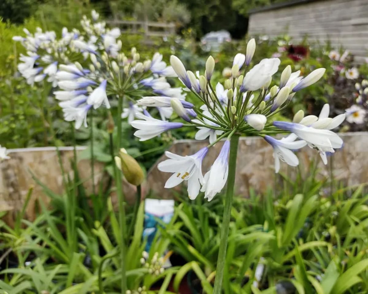 Agapanthus ‘Twister’