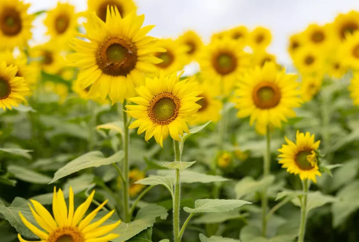 Tournesol