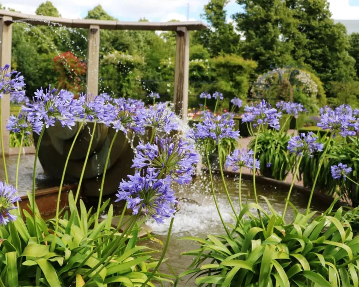 Agapanthus ‘Dr Brouwer’