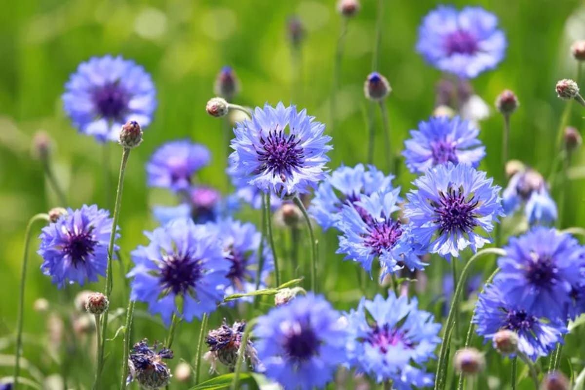 Bleuet