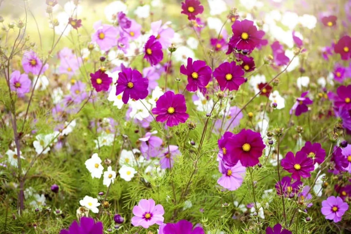 Cosmos