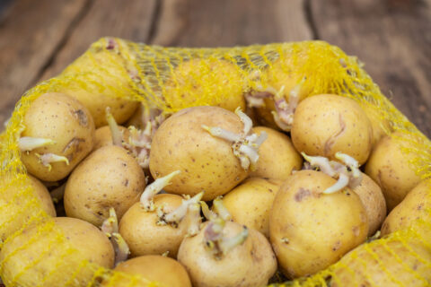 Vos pommes de terre germent trop vite ?